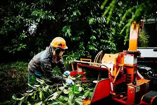 A gardener feeding branches into a wood chipper in a leafy garden.