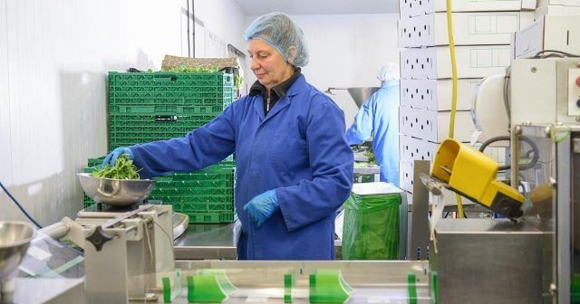 Worker handling fresh greens in a food processing facility with green crates in the background.