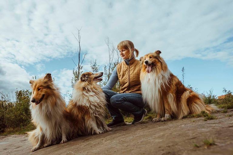 Three Border Collies and a woman sitting on a grassy slope.