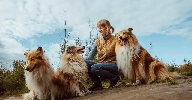 A dog breeder kneeling with three collie dogs on a dirt path under a cloudy sky.