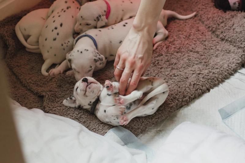 Dog breeder with puppies