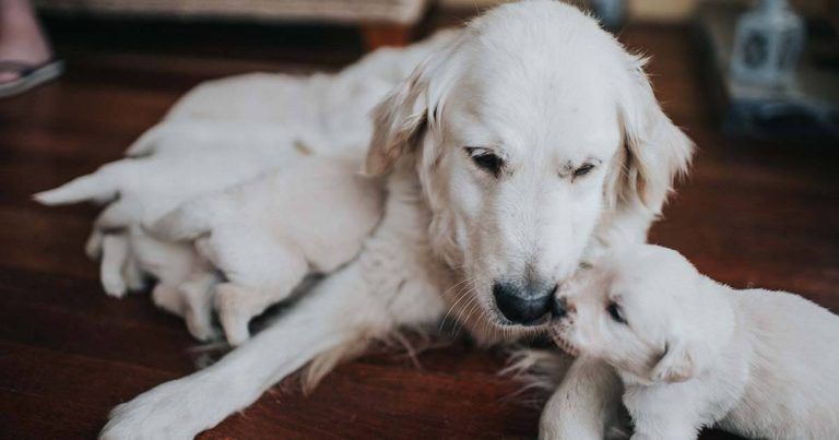 A white dog is nurturing her puppies, sitting on a wooden floor.