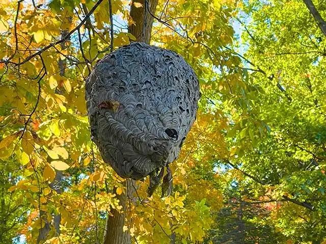 A large, gray wasp nest hangs from a tree branch among yellow and green leaves. The nests textured surface is visible, with a small opening at the bottom. Sunlight filters through the foliage, creating a bright natural setting.